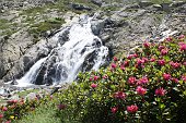 12 rododendri con cascata